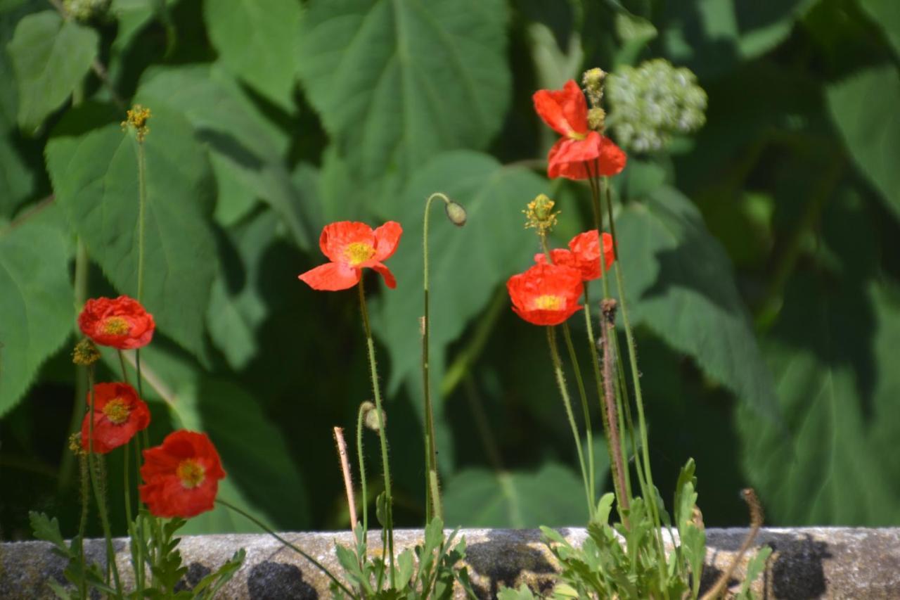 Ter Thuyne Bed and Breakfast Ieper Exteriör bild